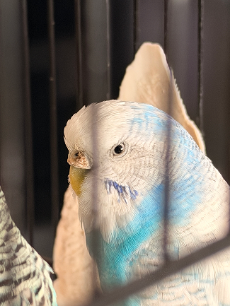 Input image of a budgie